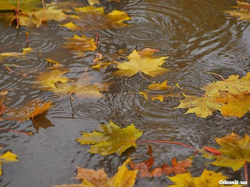 В Україну прийшла осінь: наступний тиждень буде з холодом та дощем