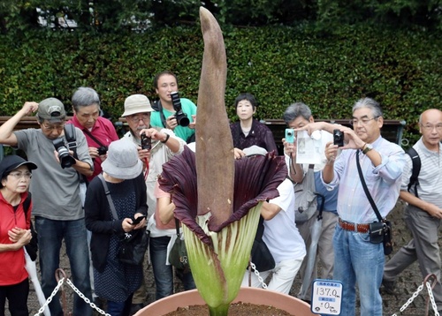 В Японії розквітла гігантська квітка, що "пахне" тухлими яйцями