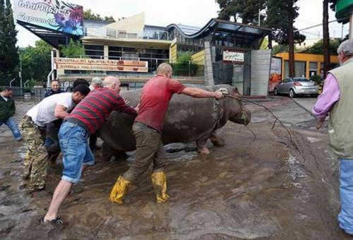 В Тбилиси возобновил работу зоопарк, пострадавший от наводнения три месяца назад