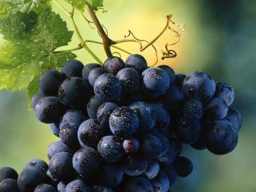 ﻿ Виноград поможет излечить болезнь Альцгеймера
