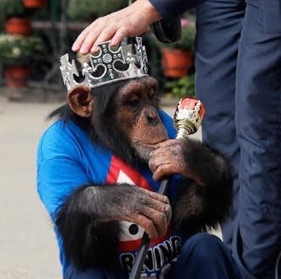В выборах «мэра» победила шимпанзе по кличке Чита