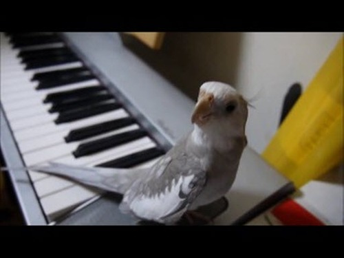 Звезда YouTube - поющий попугайчик  (ВИДЕО)