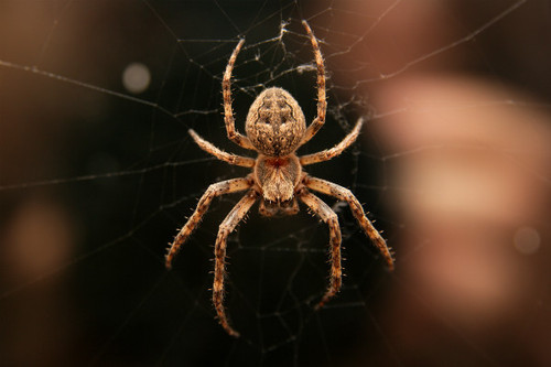 Британский город Маклесфилд заполонили гигантские пауки