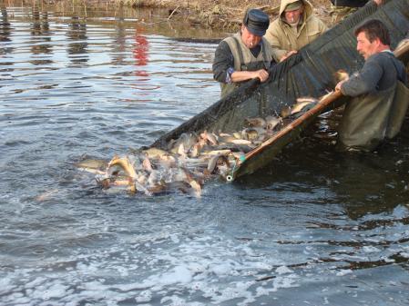 Почти 10 млн экземпляров рыбы заселят в реки Украины в следующем году - Минагрополитики