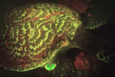 В Тихом океане ученые обнаружили уникальную светящуюся в темноте черепаху