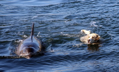 Дельфин спасает собаку от акулы