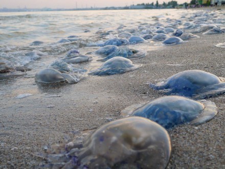 В Одесі нашестя медуз коренеротих