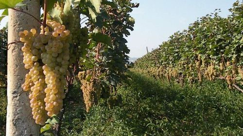 Кризис грузинского вина, или Почему в Кахетии гниет виноград