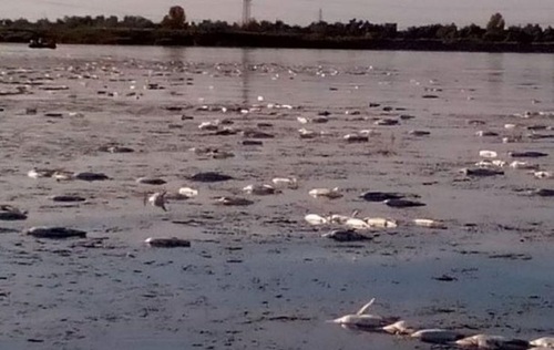 В озере Харьковской области массово погибла рыба