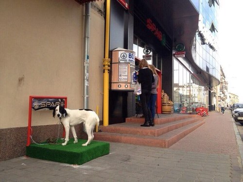 В Харькове появились «парковки» для собак 