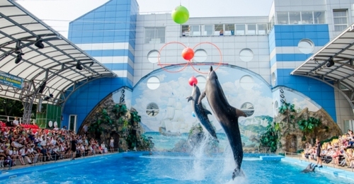 У Харківському дельфінарії «Немо» пройшов показовий сеанс дельфінотерапії