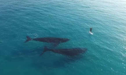 Видео с китами, снятое квадрокоптером