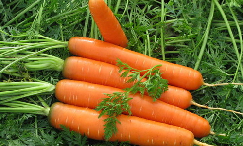 7 полезных свойств моркови