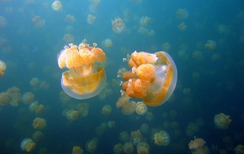 Раскрыт секрет движения медуз