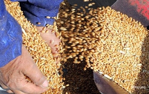 Украина увеличила экспорт изделий из зерна и муки в ЕС