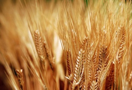 Українські аграрії зібрали понад 57 мільйонів тонн зерна