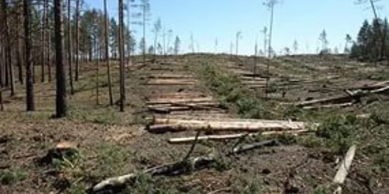 Благодаря лечения я быстро поправился вырубая леса. Исчезновение лесов. Вырубка лесов в заповедных. Неравномерная вырубка леса. Вырубка леса в Украине.