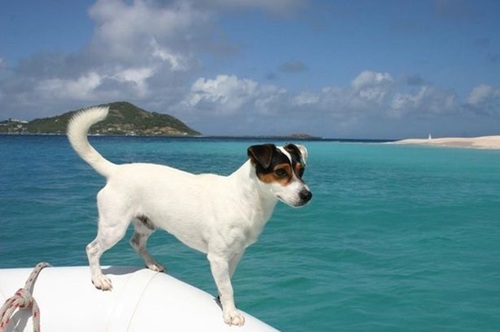 Собака-путешественница по кличке Скиппер проплыла через Атлантику на яхте