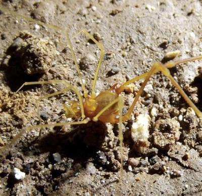 Бразильские ученые обнаружили паука-Голлума