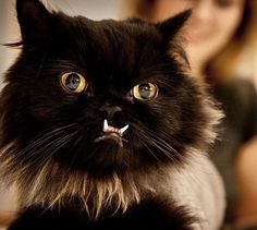 Новая звезда интернета - кошка по имени Принцесса Монстр-трака