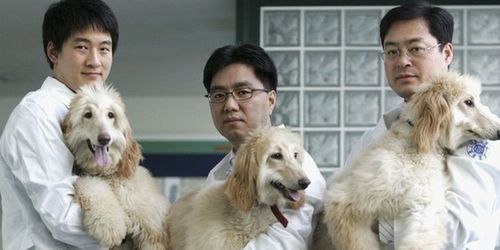 В Китае планируется построить крупнейшую в мире фабрику по клонированию животных