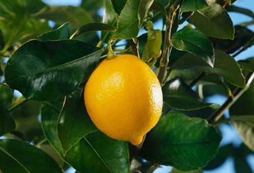 Как вырастить комнатный лимон