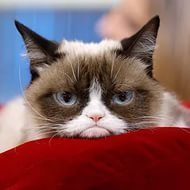 Grumpy Cat рассержен и требует денежной компенсации