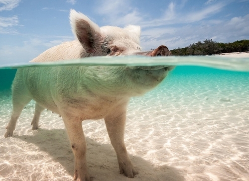 Интересный туризм: на Багамах туристам предлагают поплавать со свиньями