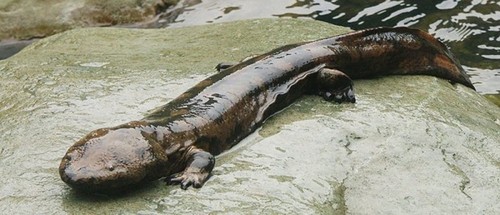 Китайский рыбак случайно выловил редкую на Земле гигантскую 200-летнюю саламандру