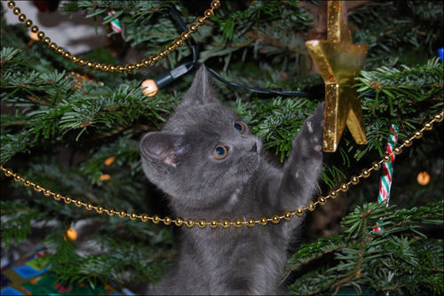 Почему коты любят ронять новогодние елки? (видео)