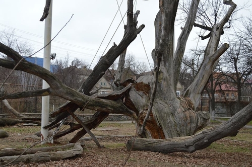 Запорожский 700-летний дуб доживает последние дни