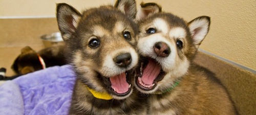 Ученые доказали, что собаки могут копировать эмоции друг друга 