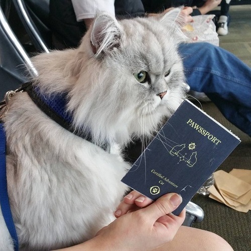Instagram кота-путешественника, который стоит увидеть 