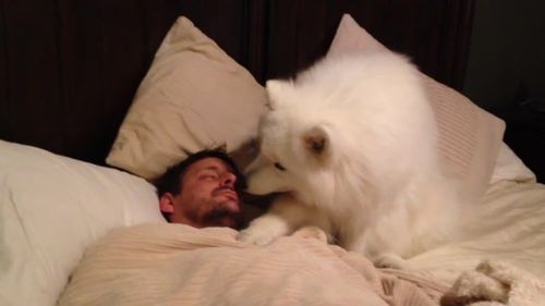 Собака Лексі ніжно будить свого господаря (ВІДЕО)