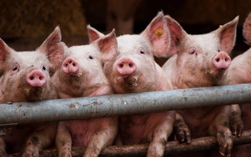 Африканская чума свиней в Крыму не утихает