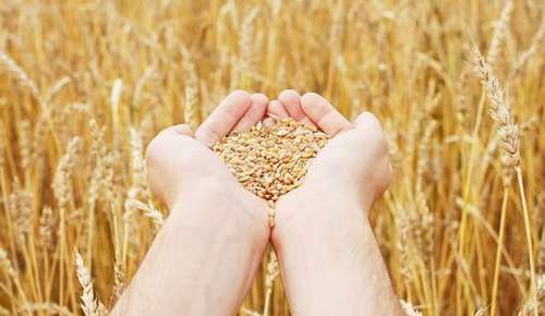 Китайская компания выплатит Украине $7 млн за поставленное зерно — суд 