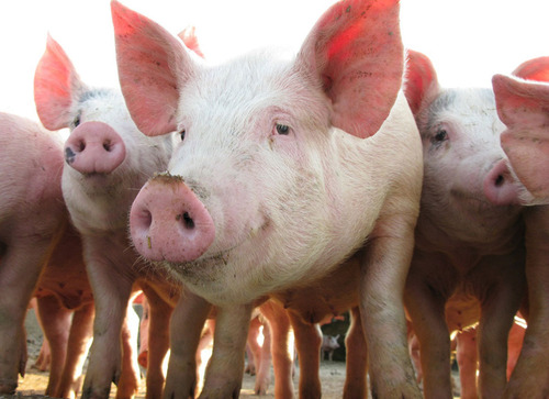 В Украине падают закупочные цены на свинину