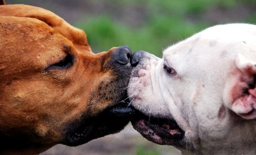 В Индии в знак протеста против Дня Валентина заставили целоваться собак