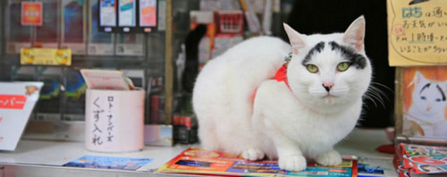Кошка со «счастливым» окрасом работает в японском магазине