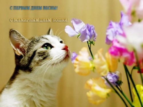1 марта - Всемирный день кошек