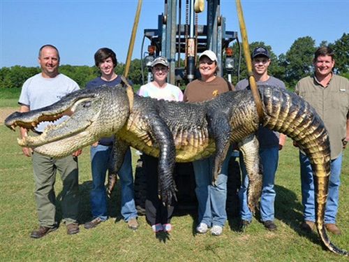Огромный аллигатор залез в бассейн американки(ВИДЕО)