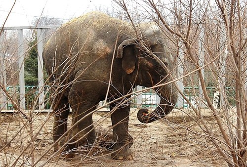Харьковский зоопарк придумал необычные развлечения для слонов