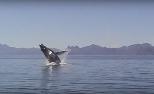 Благодарность спасенного кита (ВИДЕО)