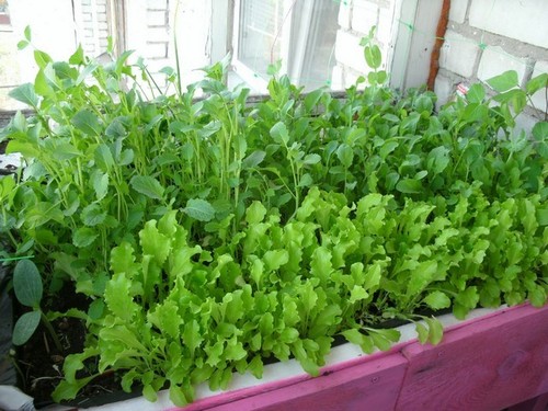 Съедобные растения, которые можно вырастить прямо на кухне