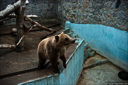Харьковский зоопарк обеспокоен массовым рождением медвежат