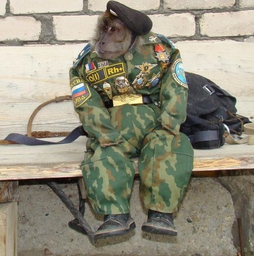 Российская армия нуждается в обезьянах