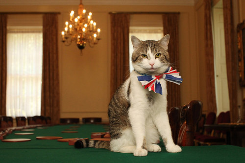 МИД Британии принял на службу кота