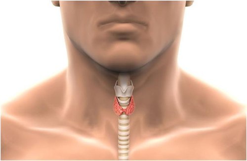 Влияние щитовидной железы на состояние организма