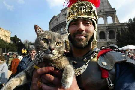 Кандидат в мэры Рима обещает привезти в город полмиллиона кошек