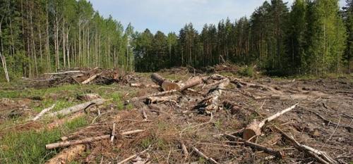Кабмин запретил санитарную вырубку лесов
